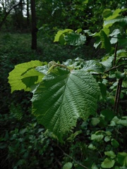 Corylus avellana