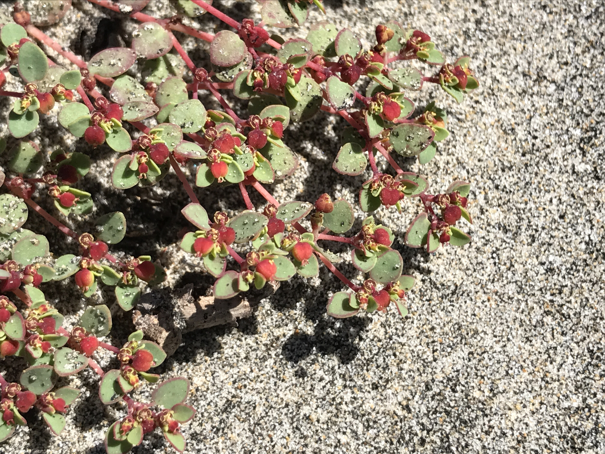 Euphorbia pondii