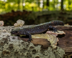 Ambystoma jeffersonianum
