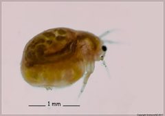 Daphniidae