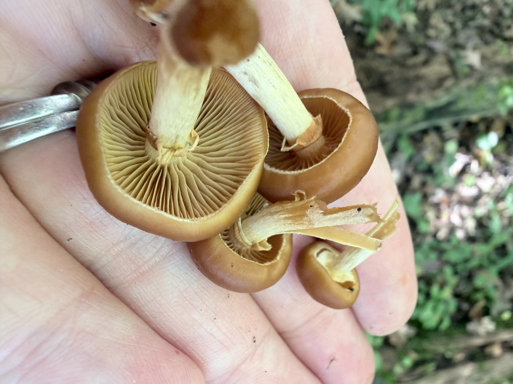 Funeral Bell · October 2026 · photo: Photo: (c) Erica Tava Johnson, some rights reserved (CC BY) · iNaturalist