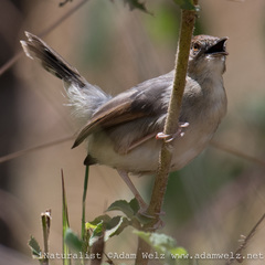 Cisticola cantans