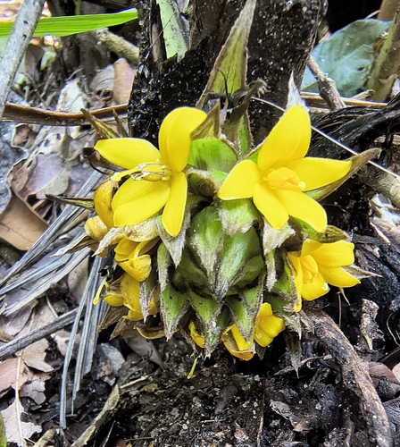 Curculigo capitulata observed 2026-09-25