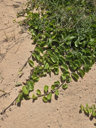Jacquemontia sandwicensis, 2026-10-04