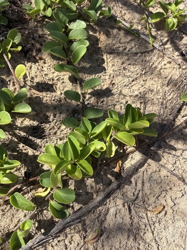 Jacquemontia sandwicensis, 2026-10-04