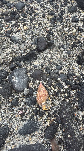Nassarius observed 2026-04-24