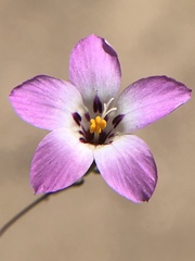 Linanthus orcuttii