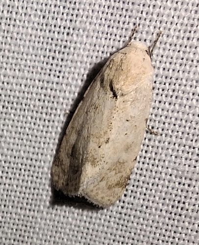 Leucocnemis perfundis