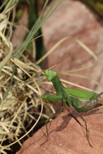European Mantis