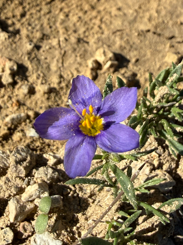 Prickleaf Gilia