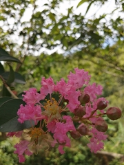 Lagerstroemia indica