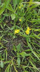 Ranunculus rhomboideus