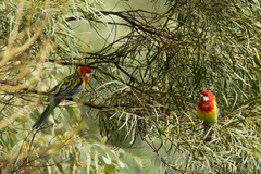 Platycercus eximius elecica