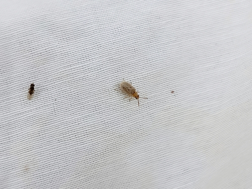 Monoxia obesula