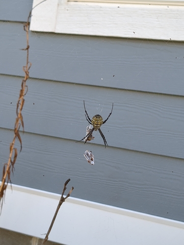 Banded Garden Spider