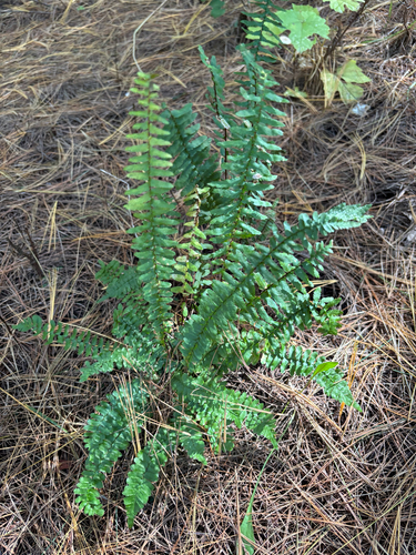 ebony spleenwort