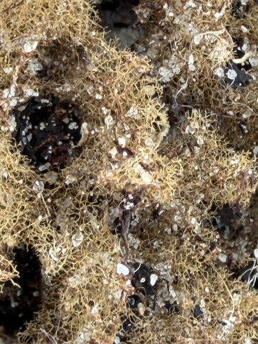 Sargassum fluitans observed 2026-10-03