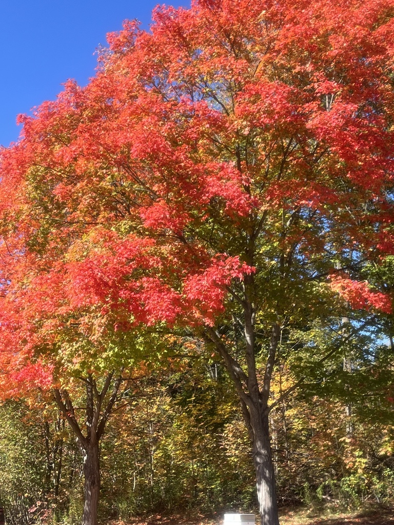 Two maples in full red and orange over a woodland that is turning yellow and orange beneath them.