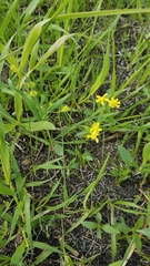 Ranunculus rhomboideus