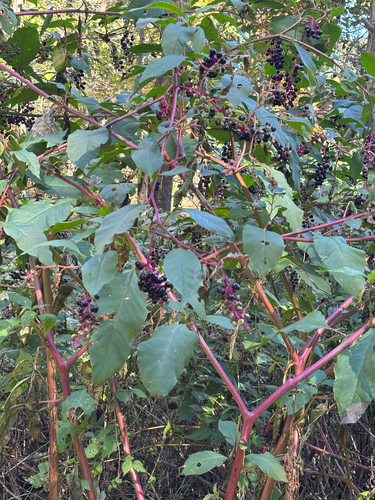 American pokeweed