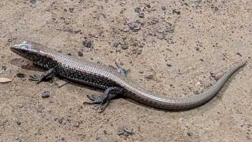 Northern Alligator Lizard