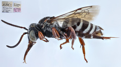Triepeolus eliseae