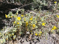 Mentzelia montana