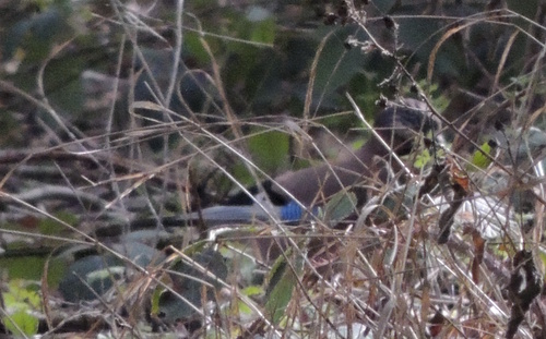 Eurasian Jay