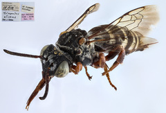Triepeolus eliseae