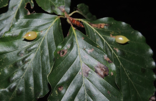 Beech Gall Midge