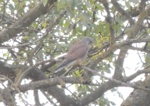 Eurasian Kestrel