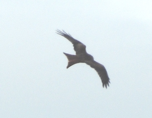 Red Kite