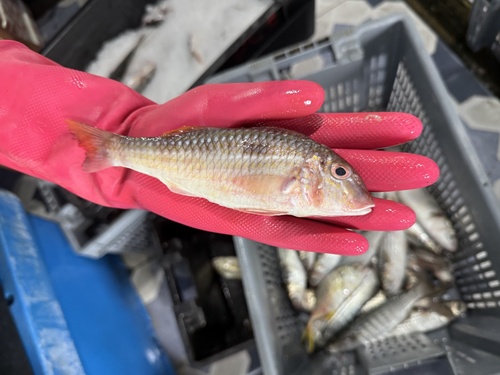 Pseudupeneus grandisquamis, 2026-10-04