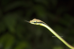 Dendrelaphis formosus