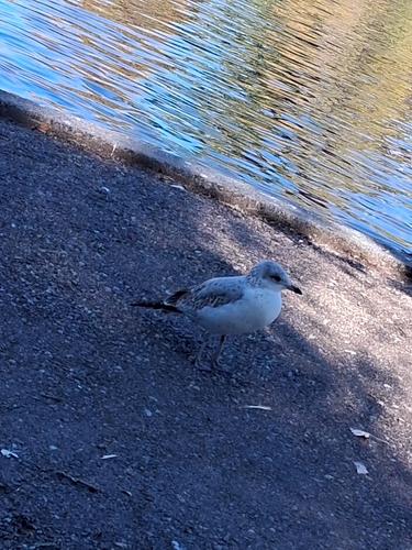 Ring-billed Gull