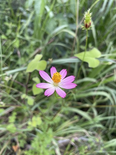 Cosmos caudatus observed 2026-10-04