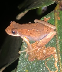 Dendropsophus carnifex