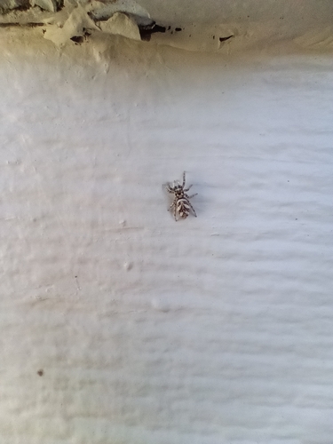 Zebra Jumping Spider
