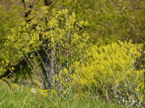 Isatis tinctoria iNat (1)