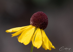 Helenium flexuosum