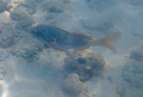 Parupeneus insularis observed 2026-10-02