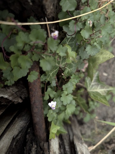 Ivy-leaved toadflax
