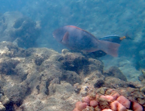 Chlorurus perspicillatus observed 2026-10-02