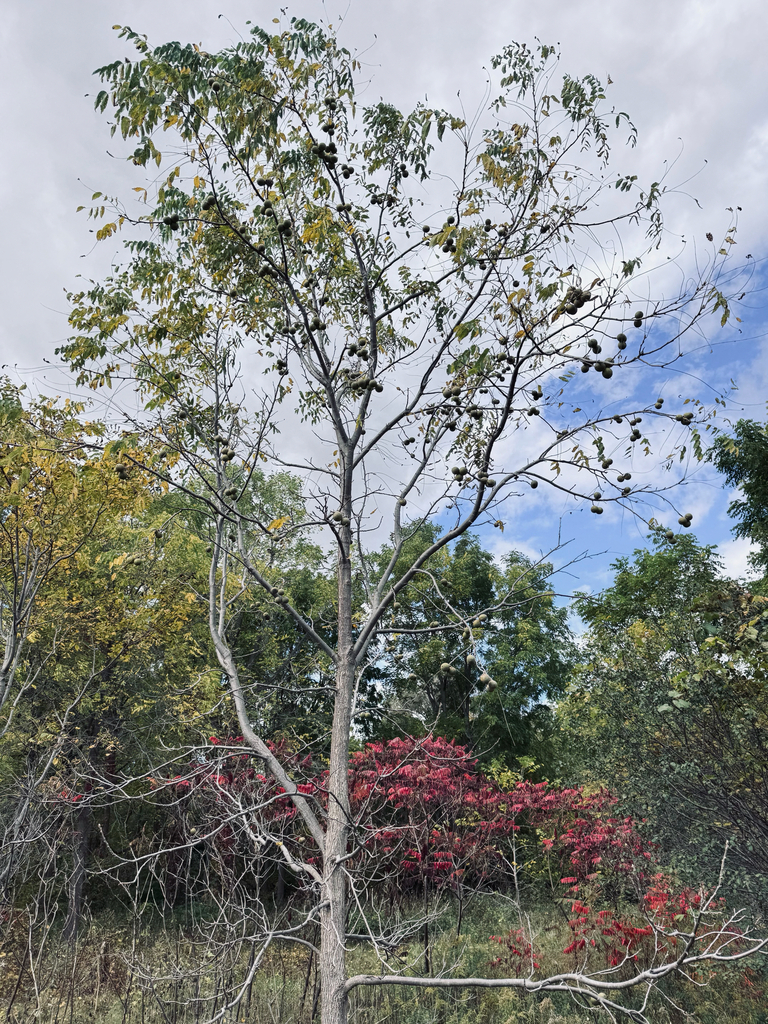 A black walnut that has dropped most of its leaves, nuts still hanging, over sumac gone bright red.