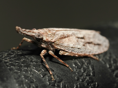Eurinopsyche obscurata observed 2026-10-05