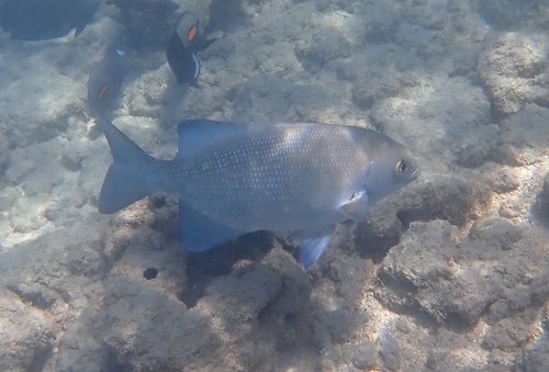 Kyphosus cinerascens observed 2026-10-02