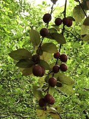 Prunus cerasifera