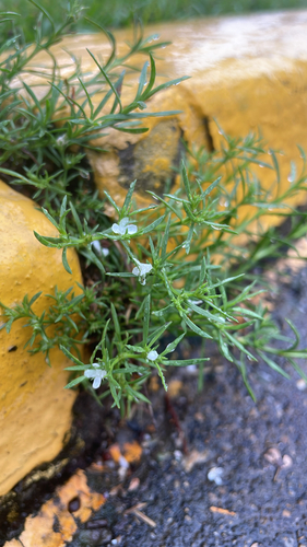 Rust Weed