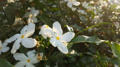 Rauvolfioideae