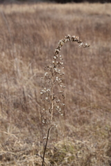 Stenanthium